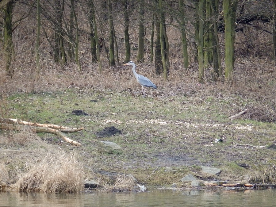 Czapla nad Odrą