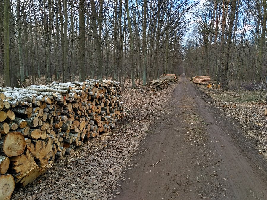 Kolejne drzewa poległy