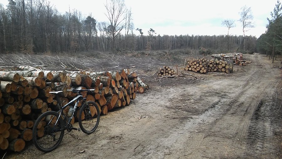 Powycinali na obrzeżu Puszczy Zielonki. Biedne drzewa