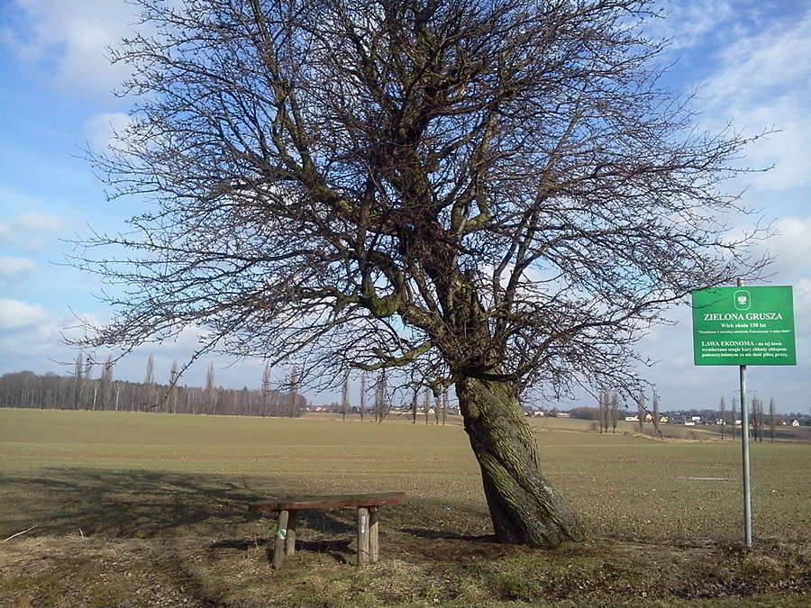 Zielona grusza