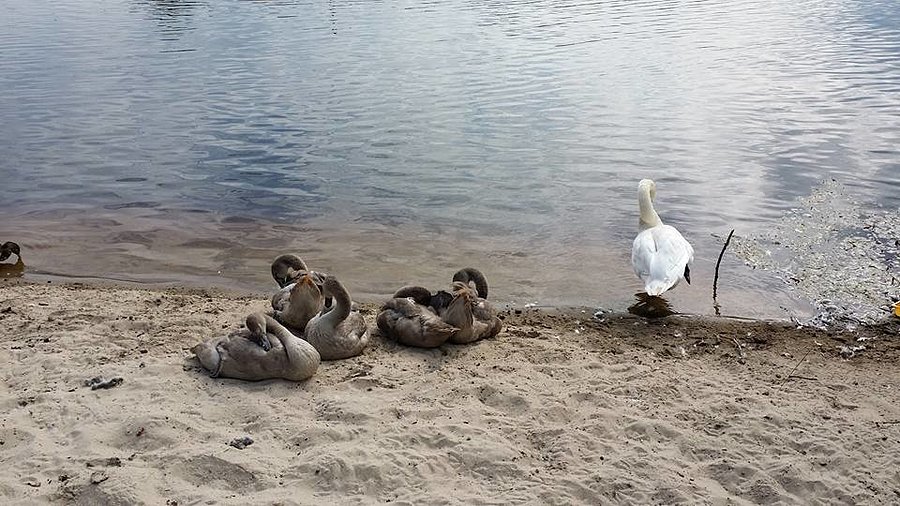 Łabędzi śpiew