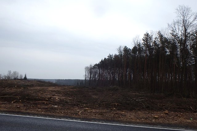Pierwsze ślady wycinki pod budowę "espiątki" przed Tryszczynem