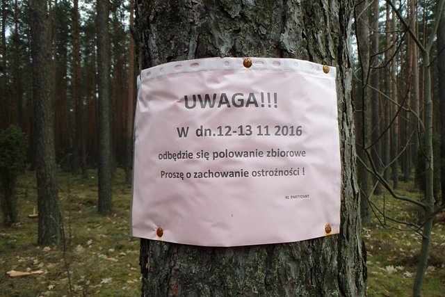 Będzie chyba gorrrąco ...;) - tereny leśne w Samociążku