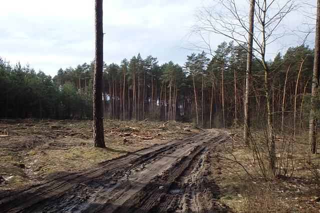 Wycięte drzewa od strony Tryszczyna w kierunku Bożenkowa