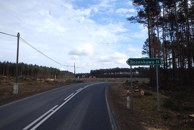 Krajobraz po wycince I