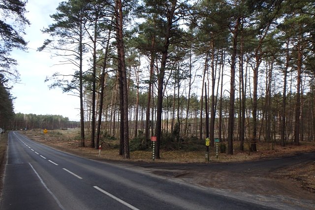 Krajobraz po wycince IV