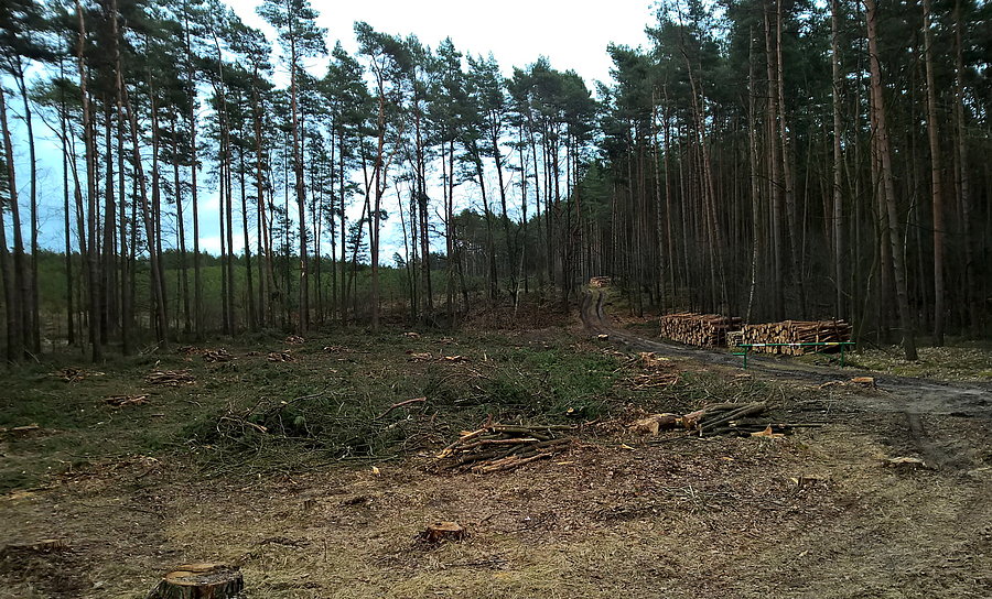 Wycinka drzew w Puszczy Wkrzańskiej