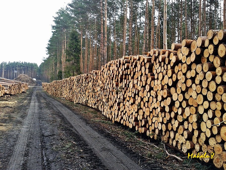 Takich stosów jeszcze w śląskich nie widziałem