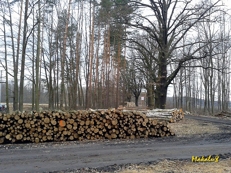 Pod dębem w Polskim Lesie