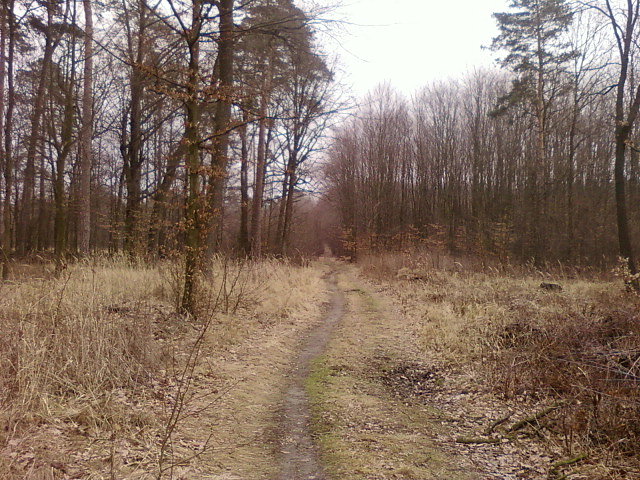 Las Pod Dąbrówkami