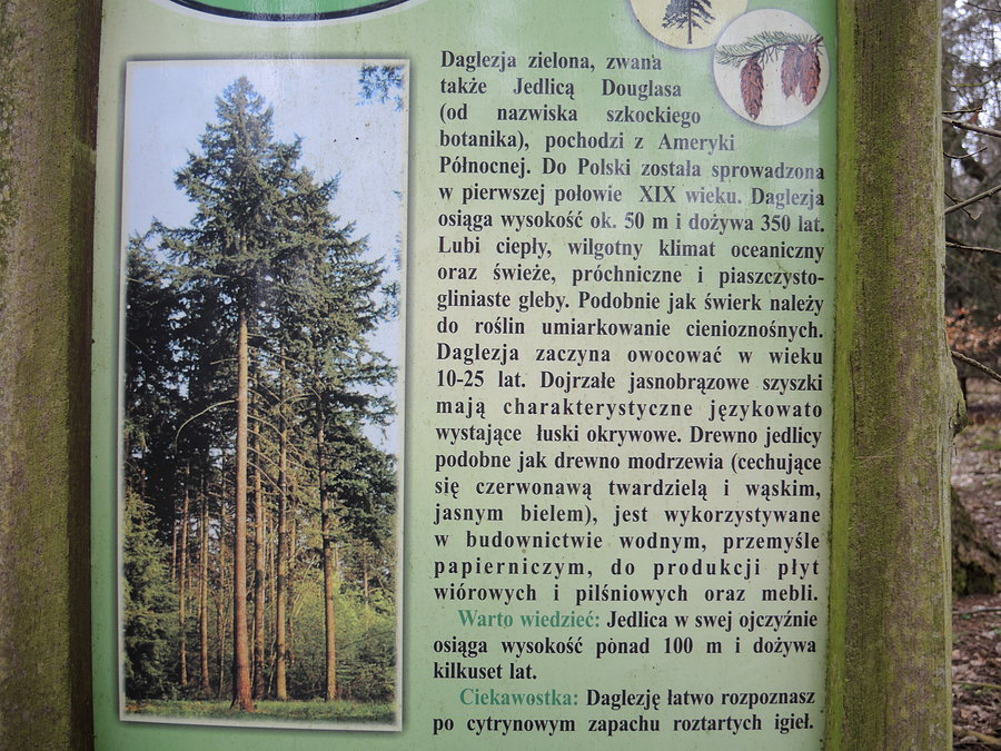 Daglezja zielona - info na temat drzewa