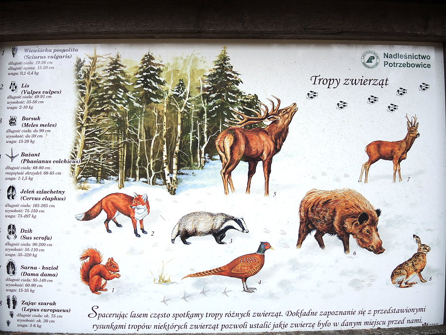 Tropy zwierząt
