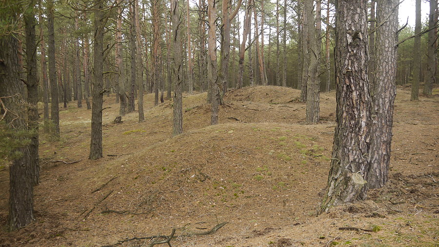 Lipki - grupka kurhanów