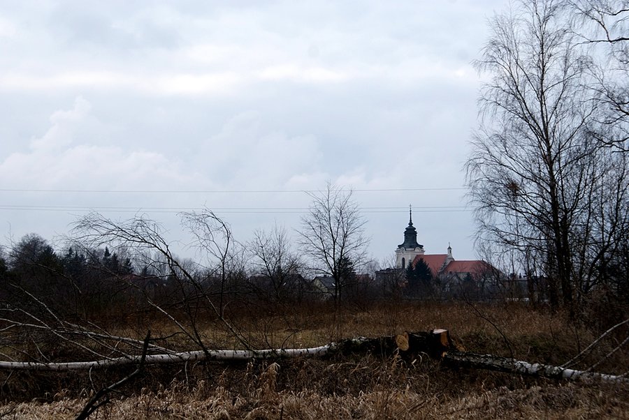Można ścinać drzewa? - to taki PIS-owski pomysł?