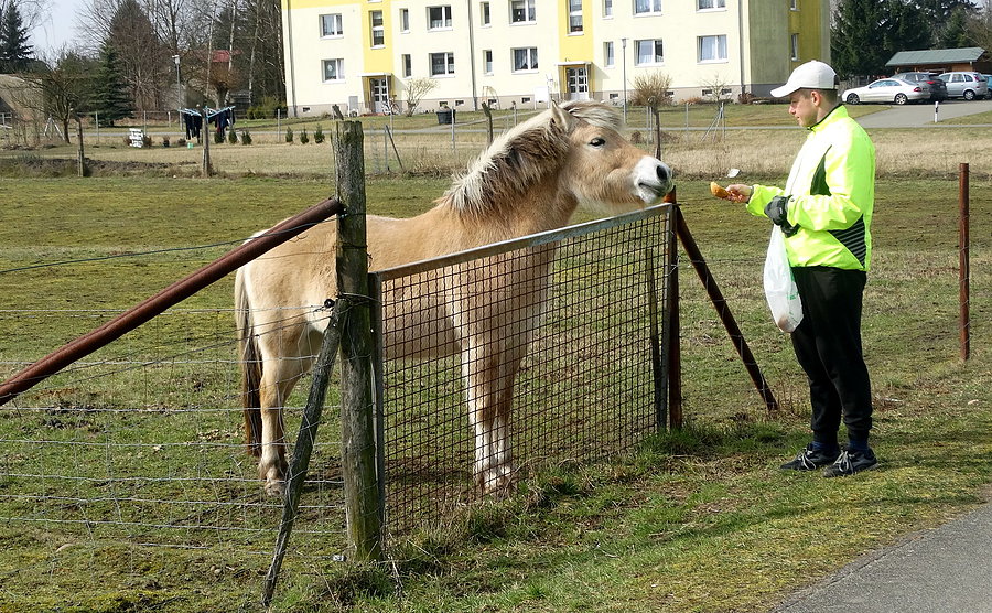 Konie lubią suchy chleb - dokarmia Kuba
