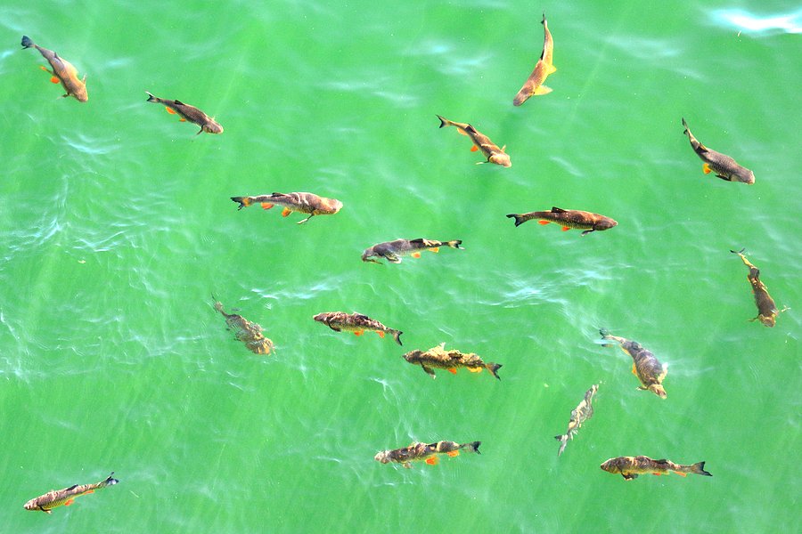 Fauna w Jeziorze Solińskim