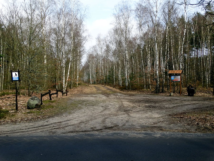 Brzozowy fragment Puszczy Wkrzańskiej