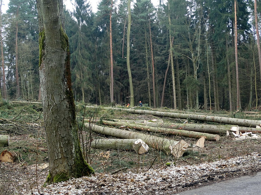 Planowa wycinka drzew w Puszczy Wkrzańskiej