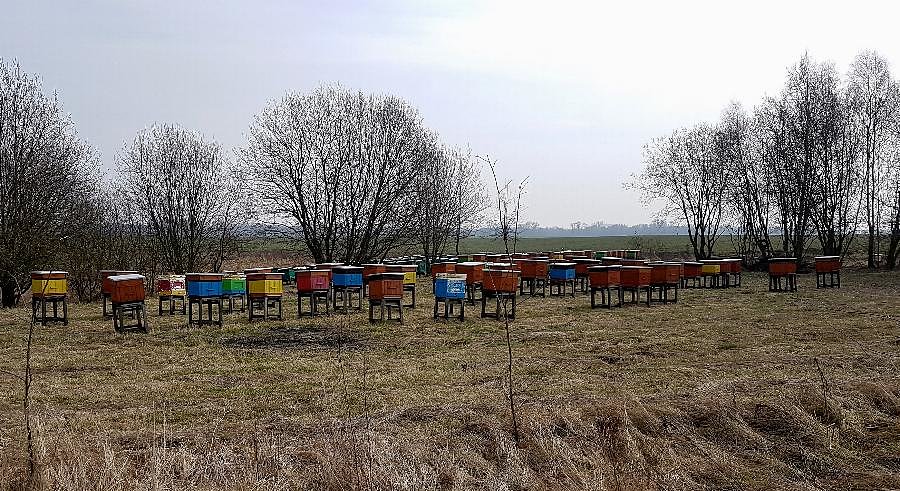 Pasieka uli w polu