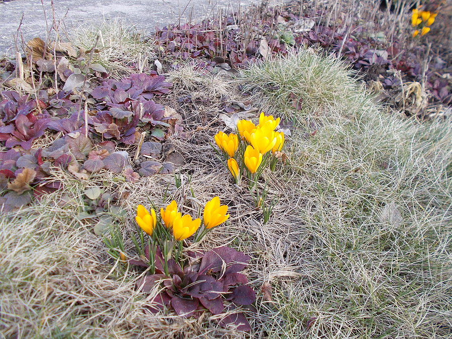 Krokusy