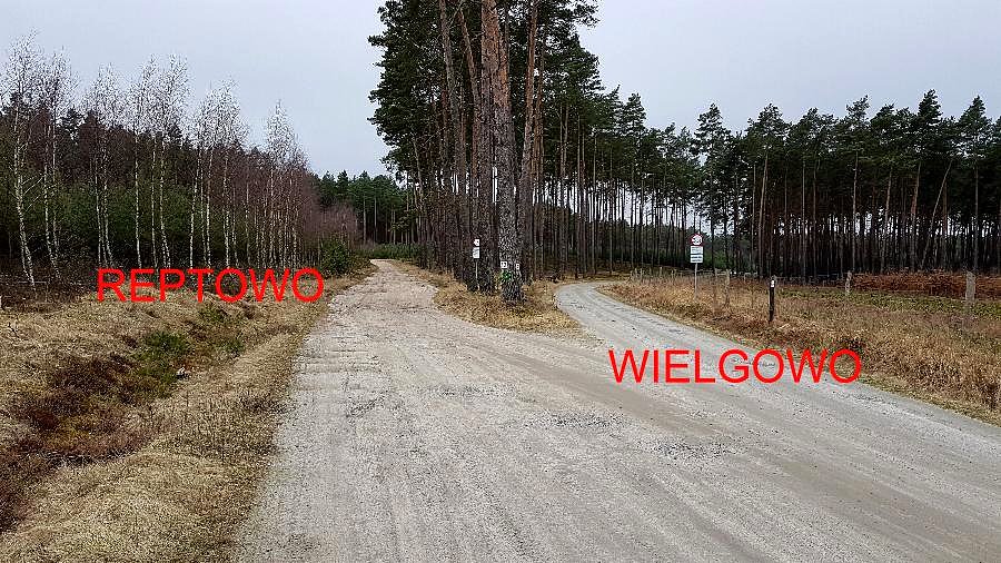 Leśna krzyżówka