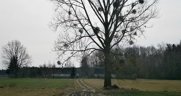 Gospodarstwo w Kątach