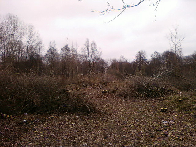 Wycinka przy Włókniarzy / Św. Teresy