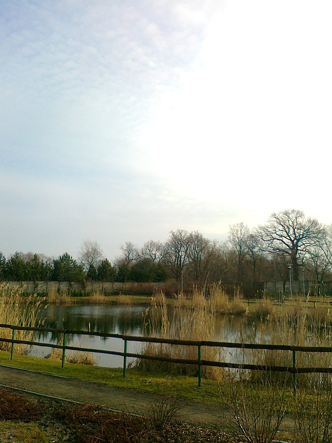 Staw w Borzęcnie