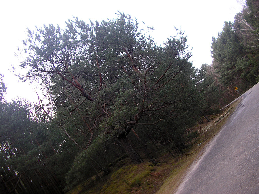 Inna sosna