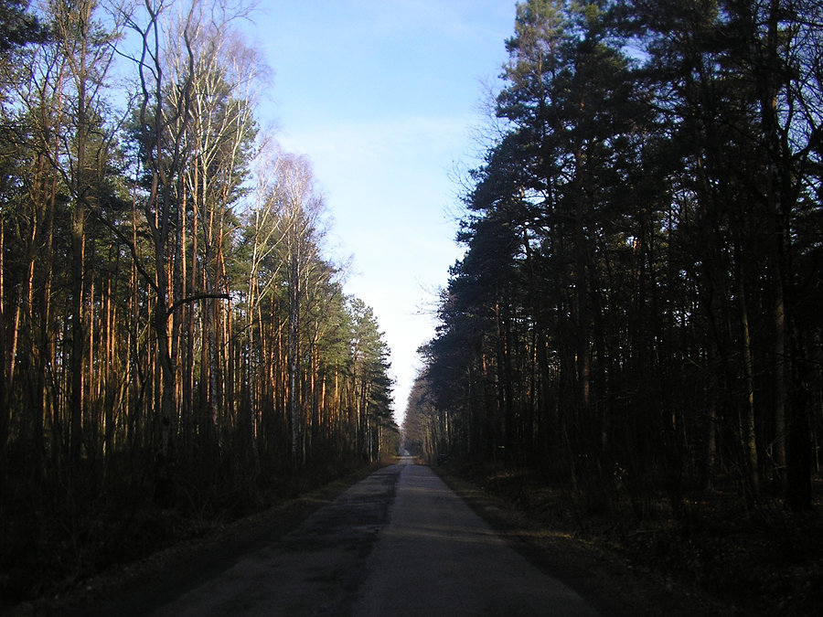 Przez las