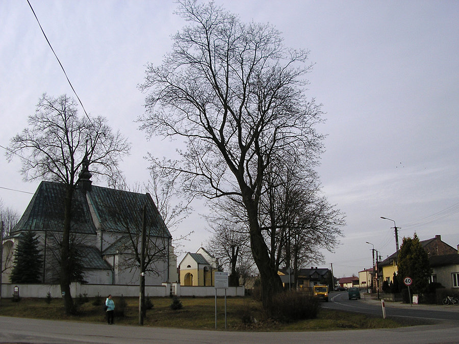 Kodrąb