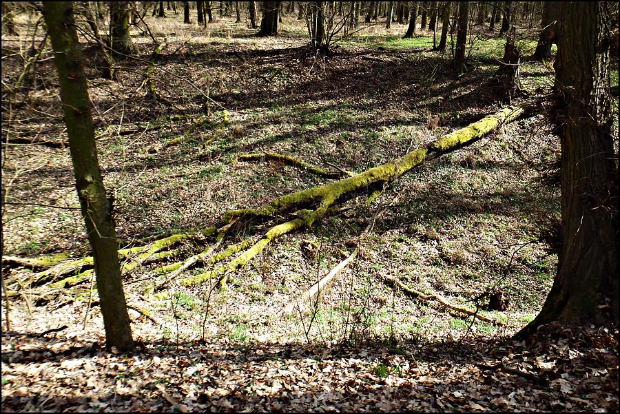 Las Rędziński