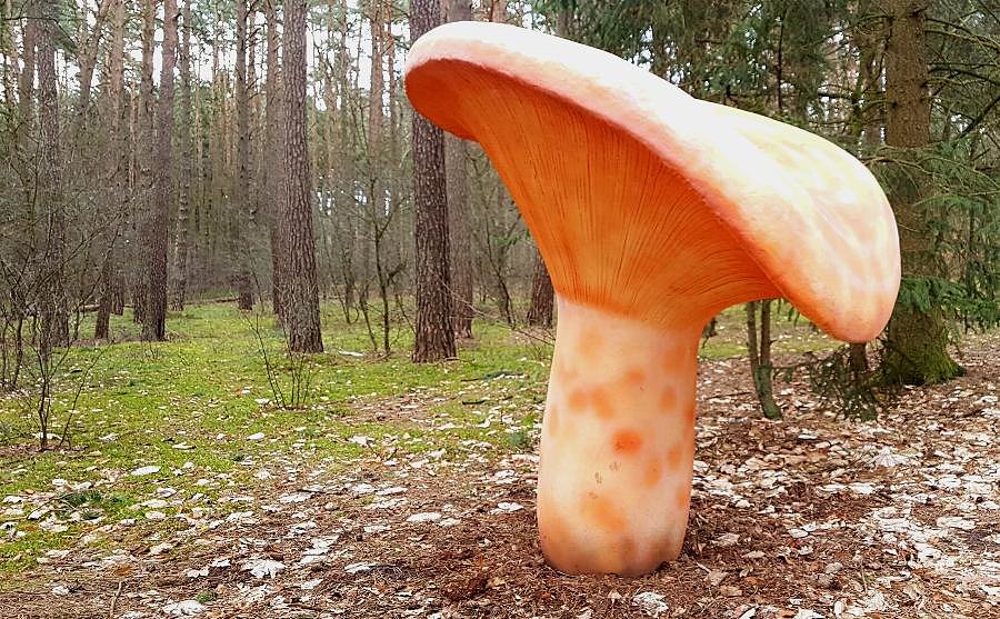 Pucko - łąka z kolejnymi nowymi grzybkami