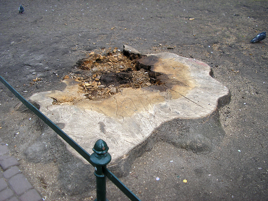 Takie ładne drzewo wycięli na Plantach :(