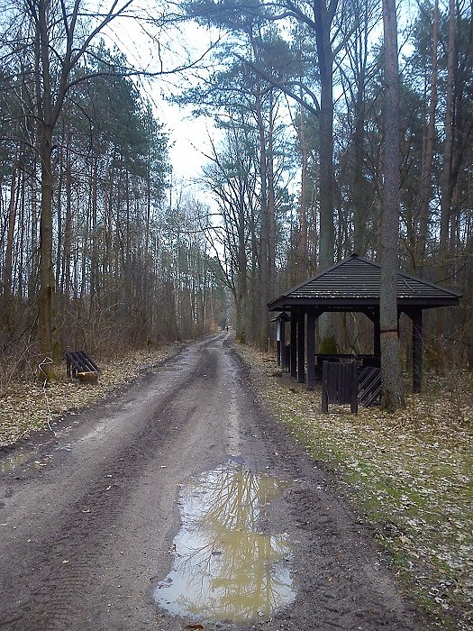 Początek drogi przez las zachęcający