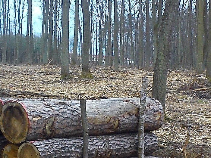 Jeszcze nie wszystko zostało wywiezione po zimowym wyrębie. To co zostało bajecznie pachnie żywicą i tarcicą