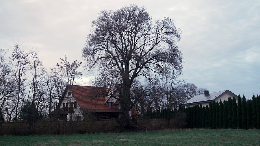 Międzychód - dąb, jedyny ślad po międzychodzkiej wieży Bismarcka