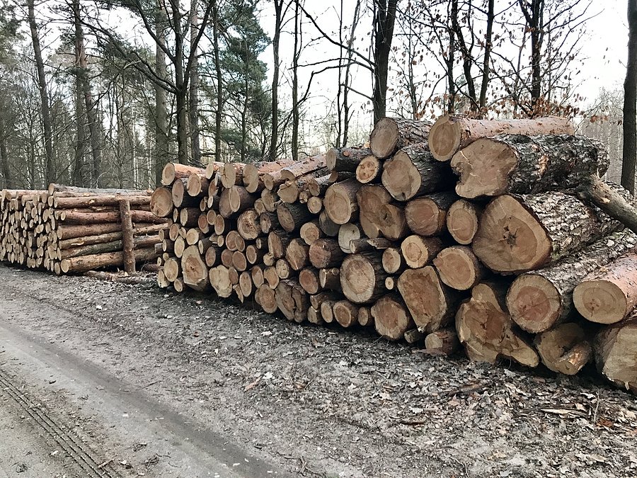 Szyszko działa las pełen pocietego drewna