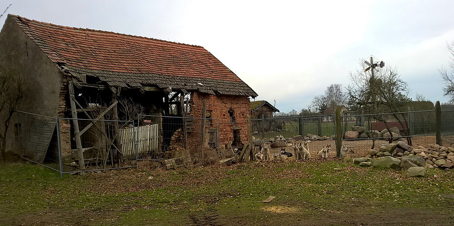 Blankensee - stara rudera i pieski w głębi