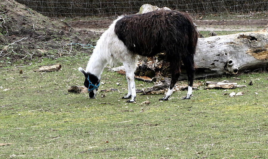 Blankensee - lama