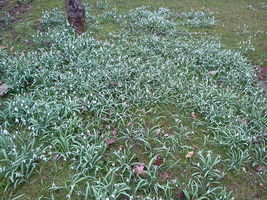 Przebiśniegi