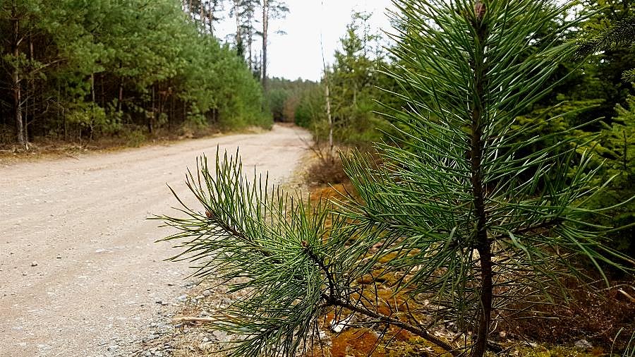 Kierunek Wielichówko