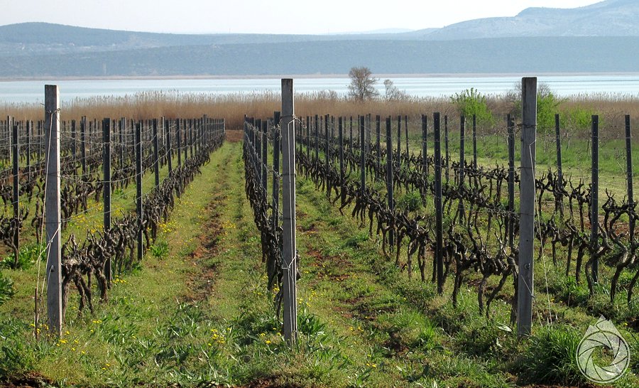 Winnica nad jeziorem