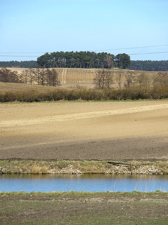 Leśna wyspa na polu w okolicach Buszkówca