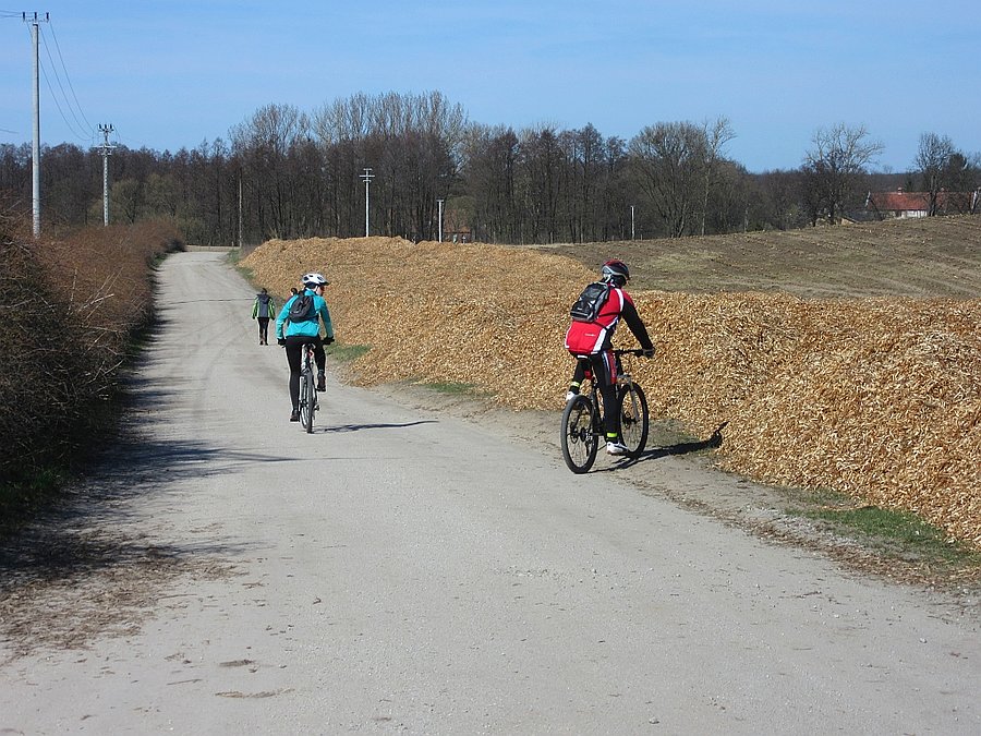 Wiklinowe trociny w Buszkówcu