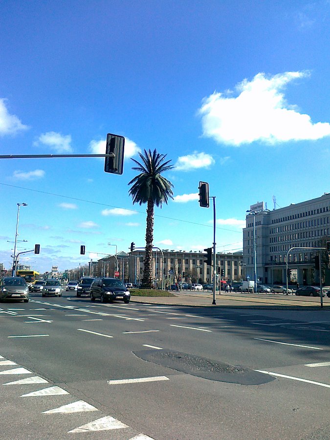 I warszawska palma
