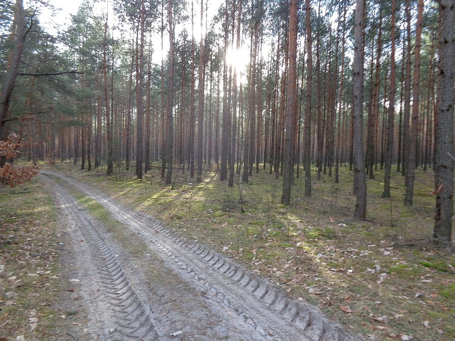 Ścieżka leśna