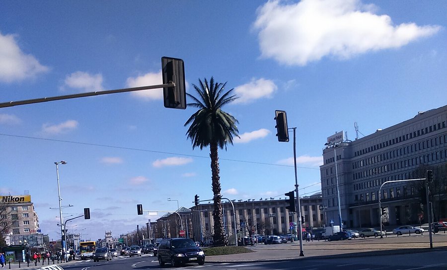 Palma się "zakorzeniła" na stałe ! :)