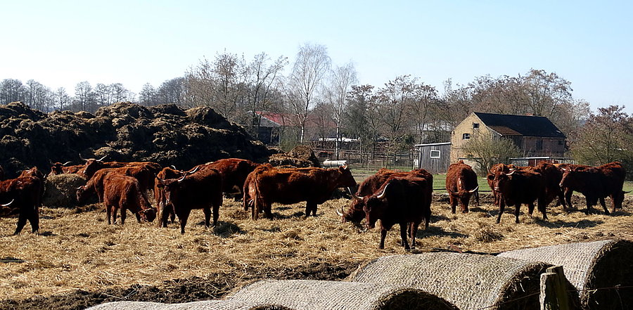 Hodowla krów pod Gartz