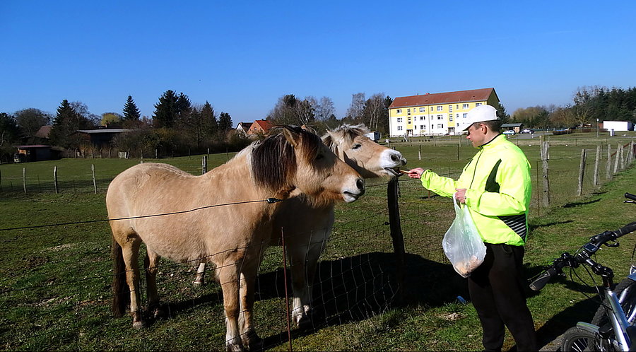 Urocze koniki z Blankensee - to dla nich zbieramy suchy chleb